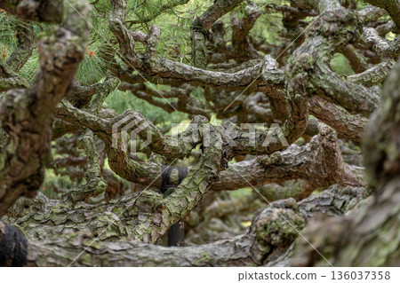 Intricately intertwined tree branches Intricately intertwined tree branches 136037358