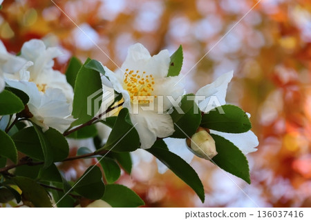 Close-up view of a tree branch with white-petaled camellia flowers 136037416