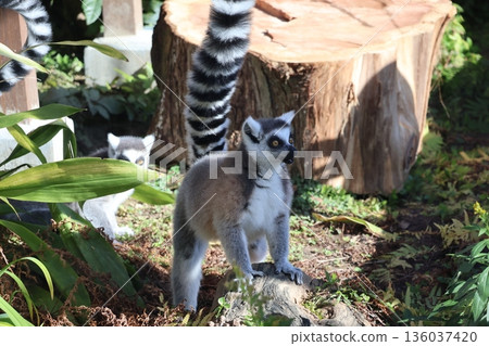 A scene with a ring-tailed lemur at the zoo 136037420