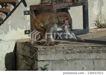 Scenery of a zoo with Japanese macaques walking on all fours 136037421