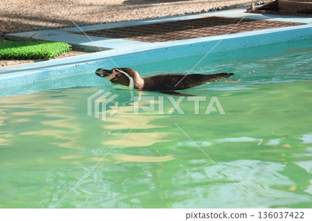 Scene of Humboldt penguins swimming in the zoo pool 136037422