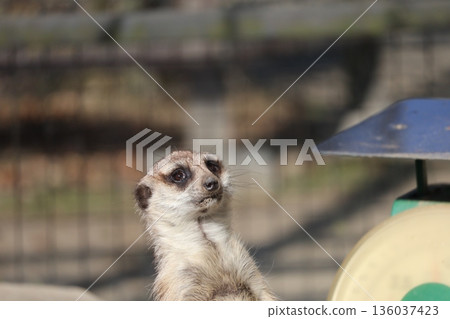 A scene of a meerkat at the zoo A scene of a meerkat at the zoo 136037423