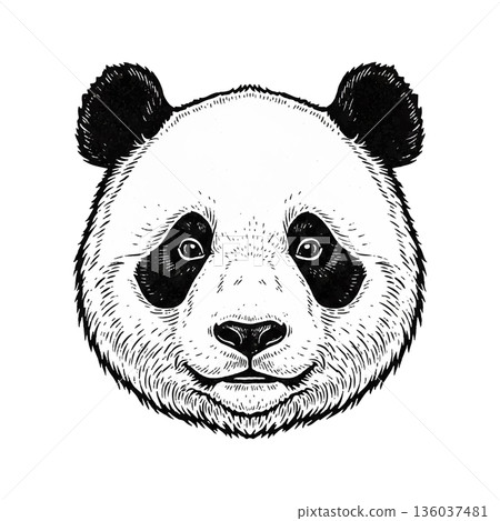 Drawing of a panda head with black and white features on a simple background showing a playful and curious expression Drawing of a panda head with black and white features on a simple background showing a playful and curious expression 136037481