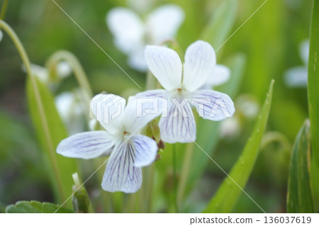  白花 136037619