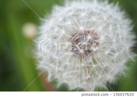 蒲公英的絨毛 136037620