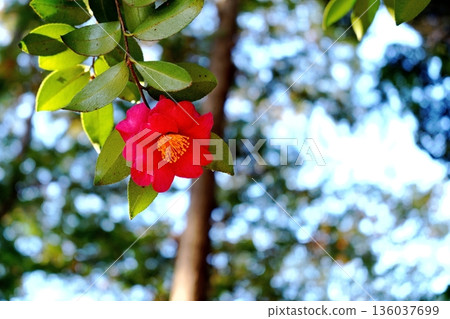 山茶花 136037699