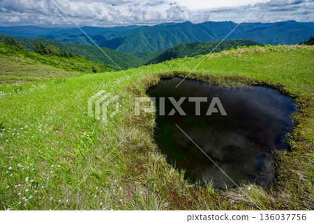 會津駒岳至大津峠之間的沼澤和池塘里，棉草盛開。 136037756