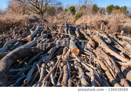 Winter trees and firewood Winter trees and firewood 136038089