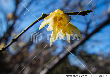 Wax plum petals Wax plum petals 136038094