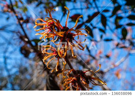 Shining witch hazel 136038096