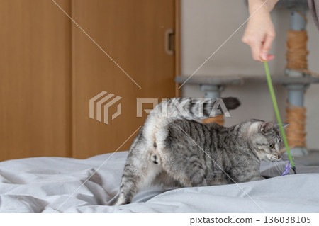 Cute cat playing with a toy, brown tabby cat Cute cat playing with a toy, brown tabby cat 136038105