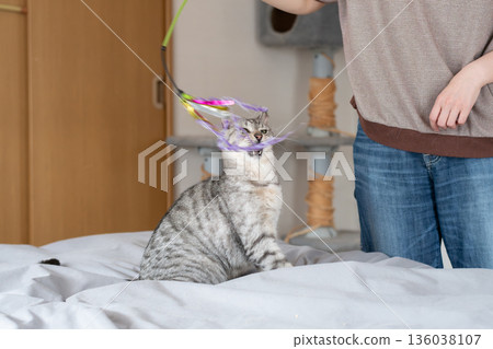 Cute cat playing with a toy, brown tabby cat Cute cat playing with a toy, brown tabby cat 136038107