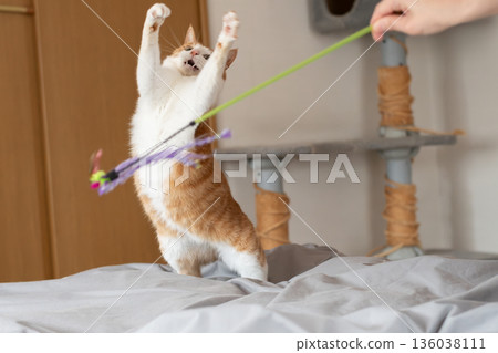A cat playing with a toy Brown tiger white A cat playing with a toy Brown tiger white 136038111