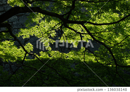 Sunlight through the fresh green Sunlight through the fresh green 136038148