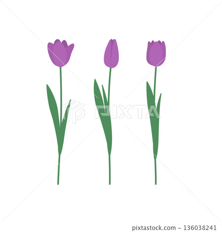Purple tulips vector illustration 136038241