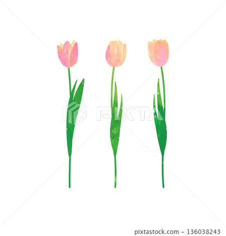 粉紅色鬱金香的向量插圖，以水彩和粉彩繪製。 136038243