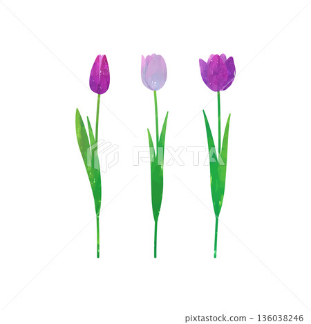 Vector illustration of purple tulips painted with watercolors and pastels Vector illustration of purple tulips painted with watercolors and pastels 136038246