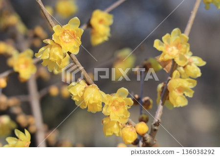 Sweet bud that blooms in early spring Sweet bud that blooms in early spring 136038292