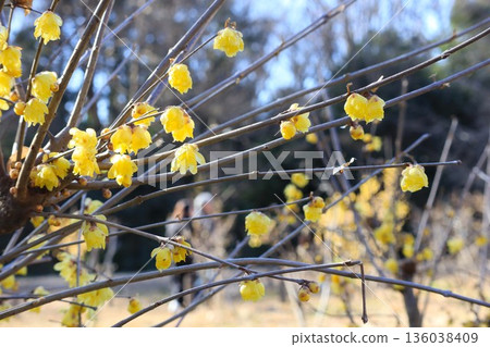 早春綻放的甜蕾 136038409