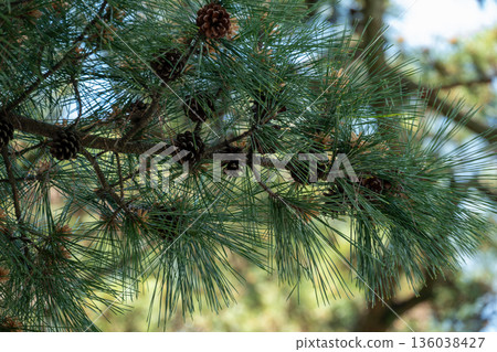 Pine branches and pine cones 136038427