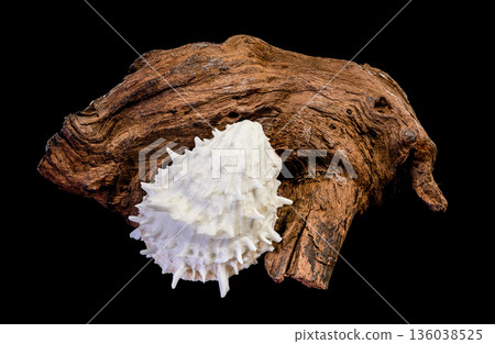 White Thorny Oyster Shell On Weathered Driftwood Isolated On Black 136038525