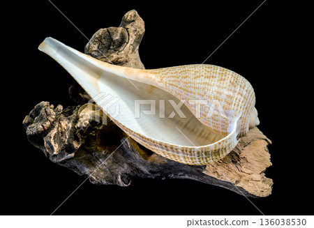 Beautiful Fig Shell Sea Snail Resting On Natural Driftwood Isolated 136038530