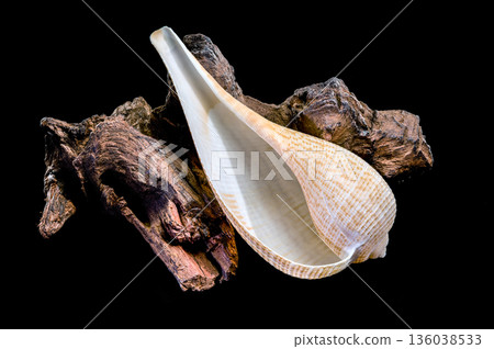 Beautiful Fig Shell Sea Snail Resting On Natural Driftwood Isolated 136038533