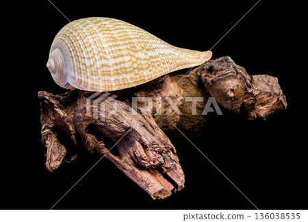 Beautiful Fig Shell Sea Snail Resting On Natural Driftwood Isolated Beautiful Fig Shell Sea Snail Resting On Natural Driftwood Isolated 136038535