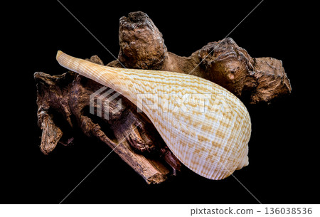 Beautiful Fig Shell Sea Snail Resting On Natural Driftwood Isolated Beautiful Fig Shell Sea Snail Resting On Natural Driftwood Isolated 136038536