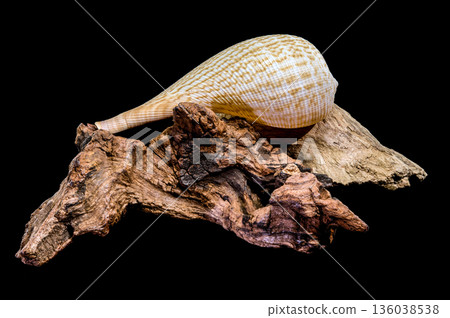 Beautiful Fig Shell Sea Snail Resting On Natural Driftwood Isolated Beautiful Fig Shell Sea Snail Resting On Natural Driftwood Isolated 136038538