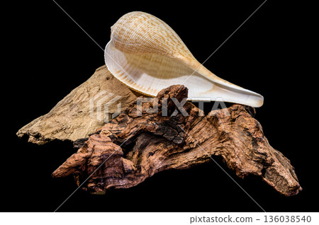 Beautiful Fig Shell Sea Snail Resting On Natural Driftwood Isolated Beautiful Fig Shell Sea Snail Resting On Natural Driftwood Isolated 136038540