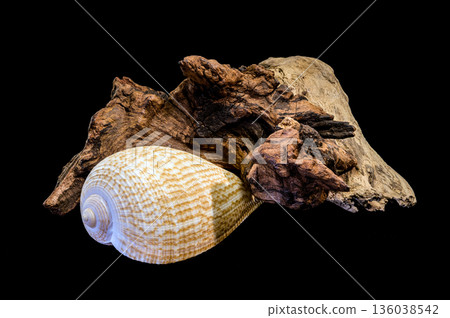 Beautiful Fig Shell Sea Snail Resting On Natural Driftwood Isolated 136038542