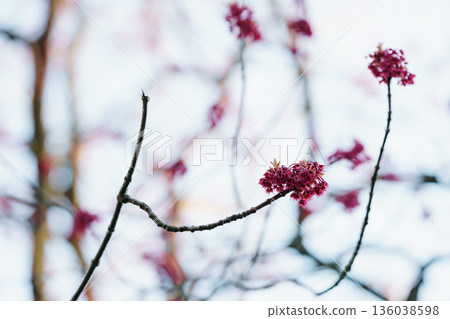 red buds and leaves in sunny morning closeup 136038598
