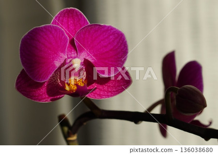 Phalaenopsis orchid flowers bloomed 136038680