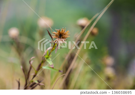 Dried seed groups in grasses, Meadow during late season displaying dried seed formations and rugged stems in subdued coloring Dried seed groups in grasses, Meadow during late season displaying dried seed formations and rugged stems in subdued coloring 136038695