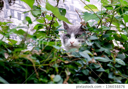 A cat peeking in A cat peeking in 136038876