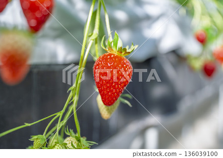 Red ripe strawberries, strawberry picking, Yamamoto Town, Miyagi Prefecture Red ripe strawberries, strawberry picking, Yamamoto Town, Miyagi Prefecture 136039100