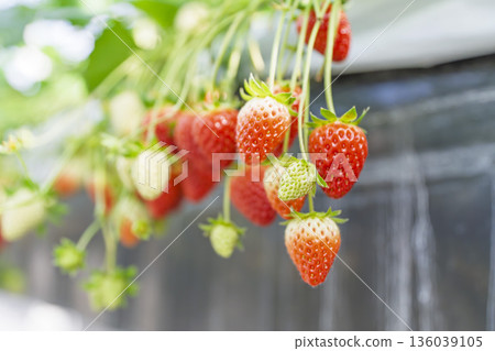 紅熟草莓，採草莓，宮城縣山本町 136039105