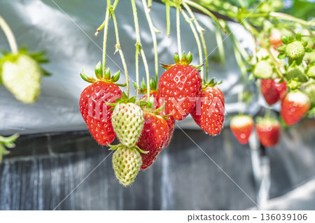 Red ripe strawberries, strawberry picking, Yamamoto Town, Miyagi Prefecture Red ripe strawberries, strawberry picking, Yamamoto Town, Miyagi Prefecture 136039106