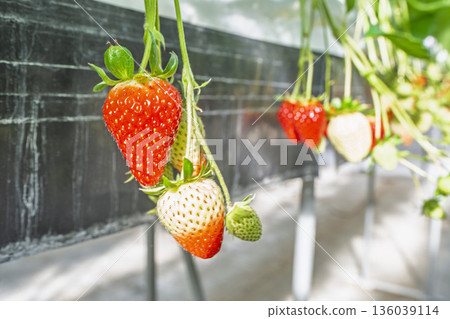 Red ripe strawberries, strawberry picking, Yamamoto Town, Miyagi Prefecture 136039114