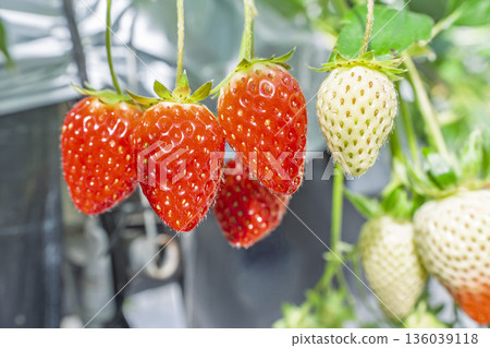 Red ripe strawberries, strawberry picking, Yamamoto Town, Miyagi Prefecture Red ripe strawberries, strawberry picking, Yamamoto Town, Miyagi Prefecture 136039118