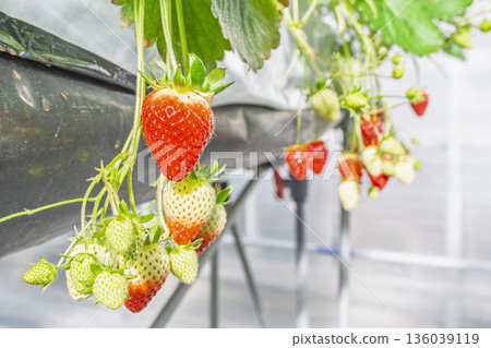 Red ripe strawberries, strawberry picking, Yamamoto Town, Miyagi Prefecture Red ripe strawberries, strawberry picking, Yamamoto Town, Miyagi Prefecture 136039119