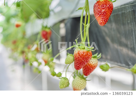 Red ripe strawberries, strawberry picking, Yamamoto Town, Miyagi Prefecture Red ripe strawberries, strawberry picking, Yamamoto Town, Miyagi Prefecture 136039123