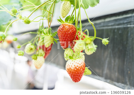 Red ripe strawberries, strawberry picking, Yamamoto Town, Miyagi Prefecture 136039126