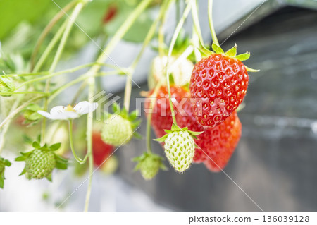 Red ripe strawberries, strawberry picking, Yamamoto Town, Miyagi Prefecture Red ripe strawberries, strawberry picking, Yamamoto Town, Miyagi Prefecture 136039128