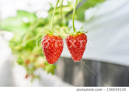 Red ripe strawberries, strawberry picking, Yamamoto Town, Miyagi Prefecture Red ripe strawberries, strawberry picking, Yamamoto Town, Miyagi Prefecture 136039130