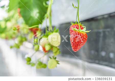 Red ripe strawberries, strawberry picking, Yamamoto Town, Miyagi Prefecture Red ripe strawberries, strawberry picking, Yamamoto Town, Miyagi Prefecture 136039131