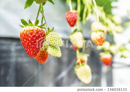 Red ripe strawberries, strawberry picking, Yamamoto Town, Miyagi Prefecture Red ripe strawberries, strawberry picking, Yamamoto Town, Miyagi Prefecture 136039133