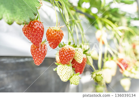 Red ripe strawberries, strawberry picking, Yamamoto Town, Miyagi Prefecture Red ripe strawberries, strawberry picking, Yamamoto Town, Miyagi Prefecture 136039134