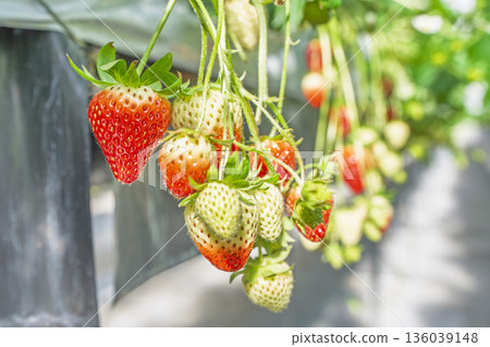 Red ripe strawberries, strawberry picking, Yamamoto Town, Miyagi Prefecture Red ripe strawberries, strawberry picking, Yamamoto Town, Miyagi Prefecture 136039148